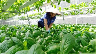 PHÁT TRIỂN NÔNG NGHIỆP XANH VÀ NHỮNG ĐIỂM NGHẼN CẦN THÁO GỠ