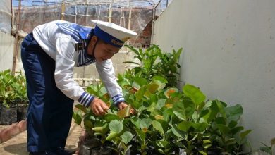Phủ kín màu xanh trên các đảo tại Trường Sa