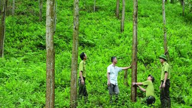 Chủ động lộ trình tín chỉ carbon