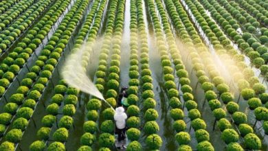 Thúc đẩy liên kết, phát triển chuỗi giá trị nông nghiệp