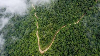 Hoàn thiện pháp lý khơi dòng kinh tế thị trường tín chỉ carbon