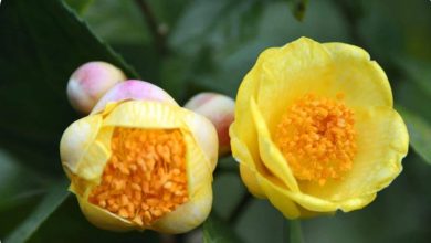 Trà Hoa Vàng: “ Nữ hoàng của các loại trà và con đường bảo tồn và phát triển thương hiệu” Trà Hoa Vàng: “ Nữ hoàng của các loại trà và con đường bảo tồn và phát triển thương hiệu”