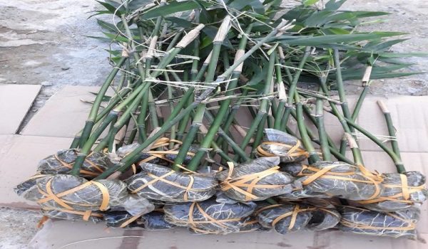 HTX DVNN Măng Lục Trúc Xuân Hanh – Hành trình biến những đồi keo thành đồi “đất vàng”