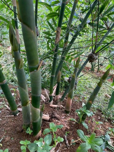 HTX DVNN Măng Lục Trúc Xuân Hanh – Hành trình biến những đồi keo thành đồi “đất vàng”