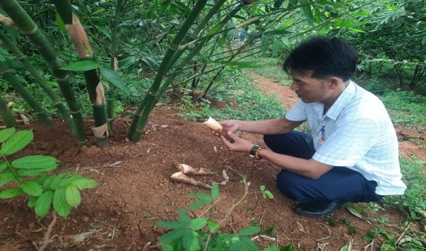 HTX DVNN Măng Lục Trúc Xuân Hanh – Hành trình biến những đồi keo thành đồi “đất vàng”