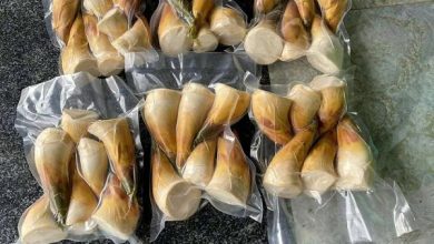 HTX DVNN Măng Lục Trúc Xuân Hanh – Hành trình biến những đồi keo thành đồi “đất vàng” HTX DVNN Măng Lục Trúc Xuân Hanh – Hành trình biến những đồi keo thành đồi “đất vàng”