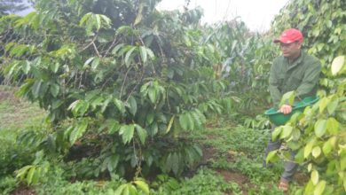 OCOP động lực xây dựng nông thôn mới huyện Đắk R’lấp