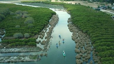Phát triển thị trường tín chỉ carbon: Cần chuẩn bị nguồn nhân lực Phát triển thị trường tín chỉ carbon: Cần chuẩn bị nguồn nhân lực