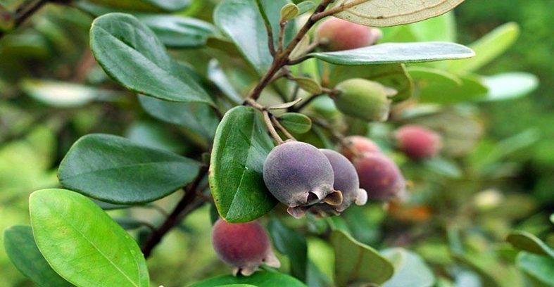 Rượu Sim rừng Bảo An – Khát vọng từ những đồi hoa Sim Rượu Sim rừng Bảo An – Khát vọng từ những đồi hoa Sim