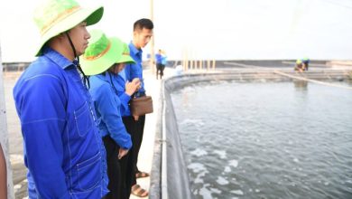 Liên hoan Thanh niên Nông thôn Toàn quốc 2024: Truyền cảm hứng từ những mô hình nông nghiệp công nghệ cao Liên hoan Thanh niên Nông thôn Toàn quốc 2024: Truyền cảm hứng từ những mô hình nông nghiệp công nghệ cao