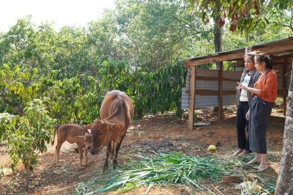 Nhiều mô hình, cách làm hay giảm nghèo ở Đắk Nông Nhiều mô hình, cách làm hay giảm nghèo ở Đắk Nông