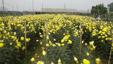 Làng hoa Đông Cương lớn nhất xứ Thanh hối hả vào Tết