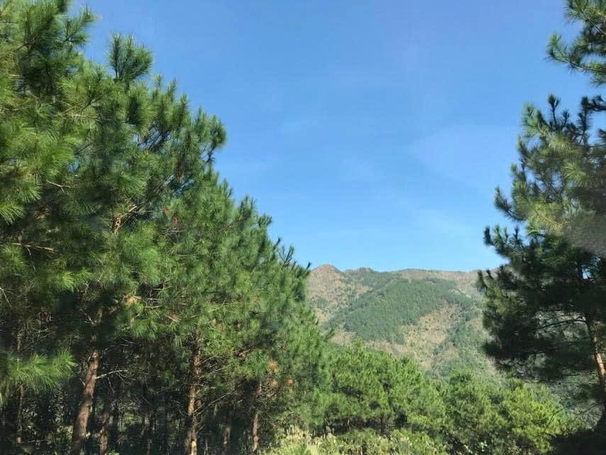 Pine Care bảo tồn và phục hồi những cánh rừng thông Mã Vĩ