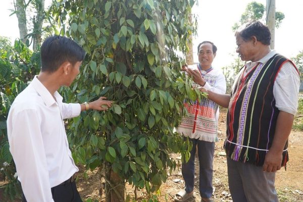 Nhiều mô hình, cách làm hay giảm nghèo ở Đắk Nông Nhiều mô hình, cách làm hay giảm nghèo ở Đắk Nông