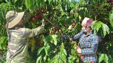 Đắk Nông giảm nghèo bền vững đồng bào dân tộc thiểu số