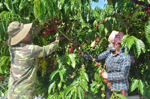 Đắk Nông giảm nghèo bền vững đồng bào dân tộc thiểu số