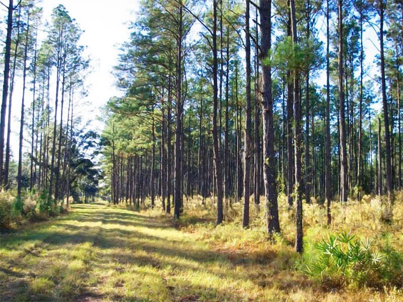 Pine Care bảo tồn và phục hồi những cánh rừng thông Mã Vĩ