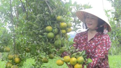 Đắk Nông phát huy vai trò của phụ nữ trong giảm nghèo Đắk Nông phát huy vai trò của phụ nữ trong giảm nghèo