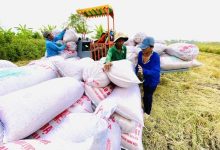 "Siết" quản lý xuất khẩu gạo: Doanh nghiệp cần lộ trình