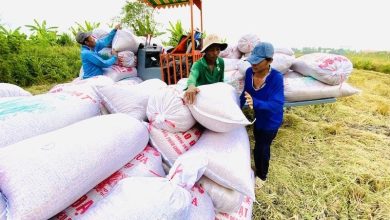 "Siết" quản lý xuất khẩu gạo: Doanh nghiệp cần lộ trình