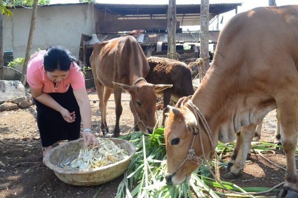 Đắk Nông đưa chính sách dân tộc tôn giáo của Đảng, Nhà nước đi vào cuộc sống Đắk Nông đưa chính sách dân tộc tôn giáo của Đảng, Nhà nước đi vào cuộc sống