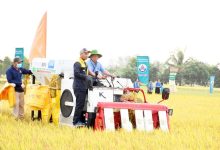 An Giang: Nhiều kết quả tích cực từ Đề án phát triển 1 triệu héc-ta chuyên canh lúa chất lượng cao