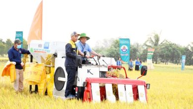 An Giang: Nhiều kết quả tích cực từ Đề án phát triển 1 triệu héc-ta chuyên canh lúa chất lượng cao