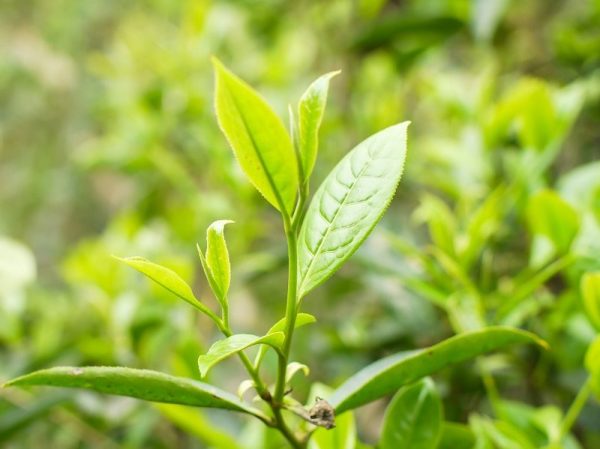 HÀ GIANG – MIỀN ĐẤT CỦA TRÀ SHAN TUYẾT DI SẢN HACOOCHA HÀ GIANG – MIỀN ĐẤT CỦA TRÀ SHAN TUYẾT DI SẢN HACOOCHA