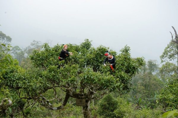 HÀ GIANG – MIỀN ĐẤT CỦA TRÀ SHAN TUYẾT DI SẢN HACOOCHA HÀ GIANG – MIỀN ĐẤT CỦA TRÀ SHAN TUYẾT DI SẢN HACOOCHA