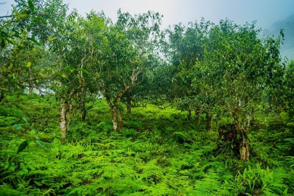 HÀ GIANG – MIỀN ĐẤT CỦA TRÀ SHAN TUYẾT DI SẢN HACOOCHA HÀ GIANG – MIỀN ĐẤT CỦA TRÀ SHAN TUYẾT DI SẢN HACOOCHA