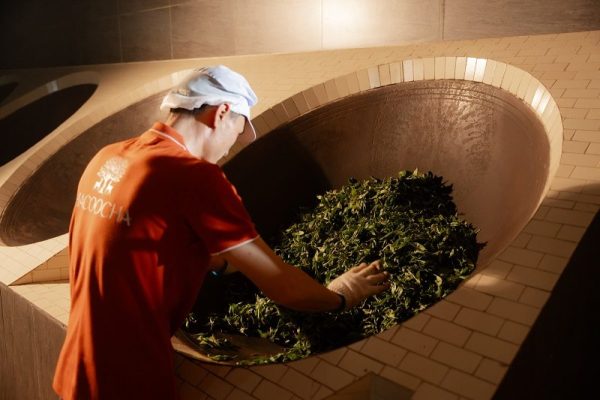 HÀ GIANG – MIỀN ĐẤT CỦA TRÀ SHAN TUYẾT DI SẢN HACOOCHA HÀ GIANG – MIỀN ĐẤT CỦA TRÀ SHAN TUYẾT DI SẢN HACOOCHA