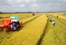 Miễn thuế sử dụng đất nông nghiệp đến hết năm 2030: Giải pháp phù hợp và cần thiết