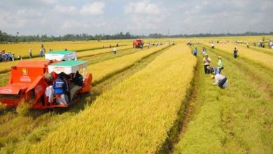 Miễn thuế sử dụng đất nông nghiệp đến hết năm 2030: Giải pháp phù hợp và cần thiết