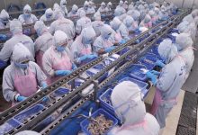Doanh nghiệp quan ngại về mức thuế chống bán phá giá cao khó hiểu với tôm Việt