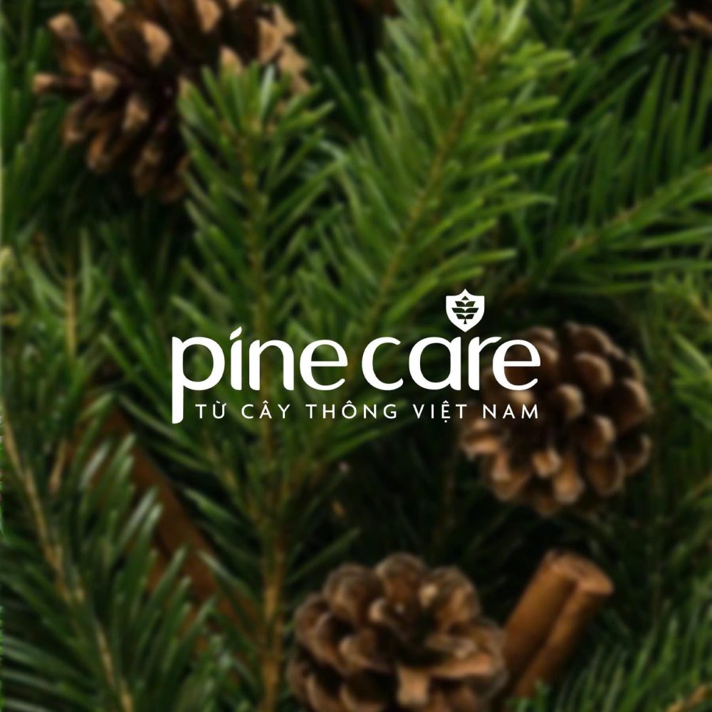 PineCare: Xây dựng thương hiệu từ việc bảo tồn và tái sinh rừng thông Việt Nam PineCare: Xây dựng thương hiệu từ việc bảo tồn và tái sinh rừng thông Việt Nam