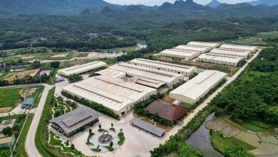 Nhà máy sản xuất tre và gỗ biến tính Bamboo King Vina - Hành trình nâng tầm giá trị cây tre, luồng xứ Thanh