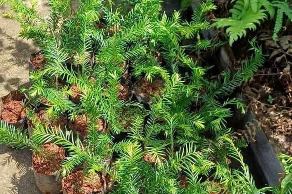 Pine Care nhận giải thưởng tại Lễ Vinh danh Dấu ấn Thương hiệu Việt 2025 
