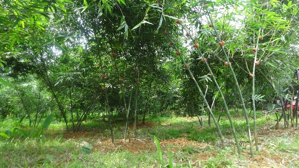 HTX DVNN Măng Lục Trúc Xuân Hanh – Hành trình biến những đồi keo thành đồi “đất vàng” HTX DVNN Măng Lục Trúc Xuân Hanh – Hành trình biến những đồi keo thành đồi “đất vàng”