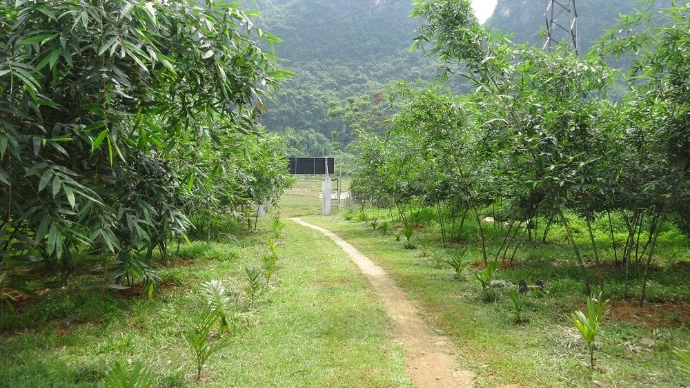 HTX DVNN Măng Lục Trúc Xuân Hanh – Hành trình biến những đồi keo thành đồi “đất vàng”