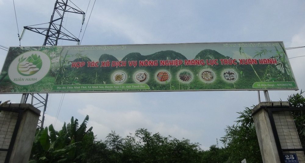 HTX DVNN Măng Lục Trúc Xuân Hanh – Hành trình biến những đồi keo thành đồi “đất vàng” HTX DVNN Măng Lục Trúc Xuân Hanh – Hành trình biến những đồi keo thành đồi “đất vàng”