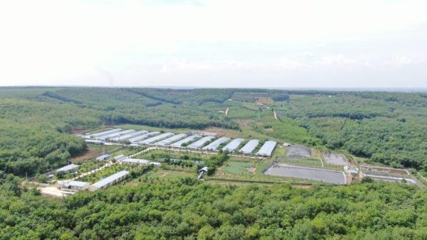 C.P. Việt Nam: Hành trình xanh vun đắp nền nông nghiệp bền vững C.P. Việt Nam: Hành trình xanh vun đắp nền nông nghiệp bền vững