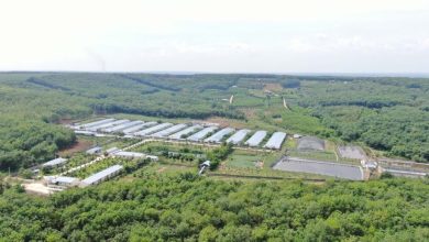 C.P. Việt Nam: Hành trình xanh vun đắp nền nông nghiệp bền vững C.P. Việt Nam: Hành trình xanh vun đắp nền nông nghiệp bền vững