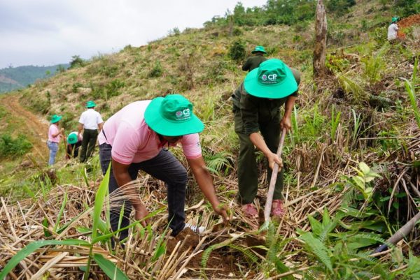 C.P. Việt Nam: Hành trình xanh vun đắp nền nông nghiệp bền vững C.P. Việt Nam: Hành trình xanh vun đắp nền nông nghiệp bền vững