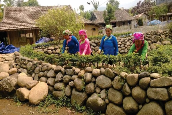 Du lịch nông nghiệp Lai Châu – Hành trình kết nối thiên nhiên và bản sắc Du lịch nông nghiệp Lai Châu – Hành trình kết nối thiên nhiên và bản sắc