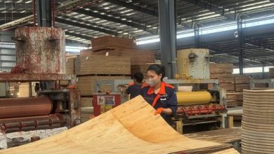 Nghịch lý ngành gỗ: Dăm xuất khẩu nhiều, chế biến sâu khát nguyên liệu Nghịch lý ngành gỗ: Dăm xuất khẩu nhiều, chế biến sâu khát nguyên liệu