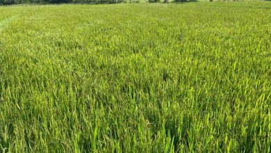 “Lúa carbon” - đào sâu chuỗi giá trị nông nghiệp