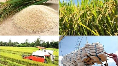 Gỡ “nút thắt” trong quy định về kinh doanh xuất khẩu gạo Gỡ “nút thắt” trong quy định về kinh doanh xuất khẩu gạo