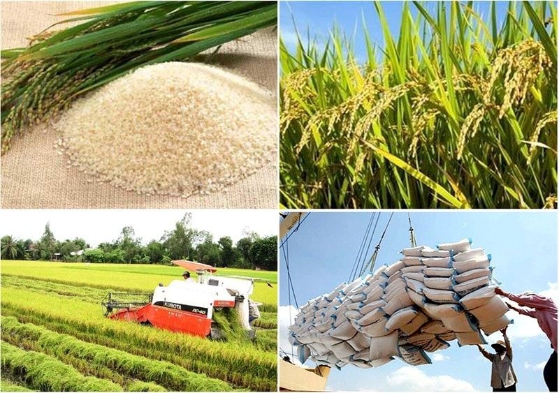 Gỡ “nút thắt” trong quy định về kinh doanh xuất khẩu gạo Gỡ “nút thắt” trong quy định về kinh doanh xuất khẩu gạo