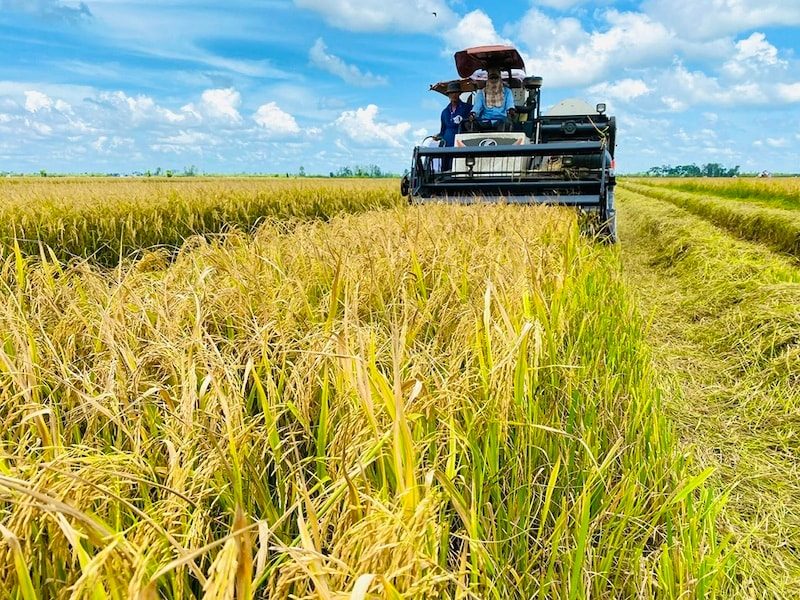 Sản xuất gạo giảm phát thải - đòn bẩy nâng tầm hạt gạo Việt Sản xuất gạo giảm phát thải - đòn bẩy nâng tầm hạt gạo Việt