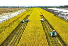 Sản xuất gạo giảm phát thải - đòn bẩy nâng tầm hạt gạo Việt